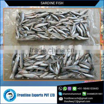 Long Shelf Life Frozen Whole Sardine Fish