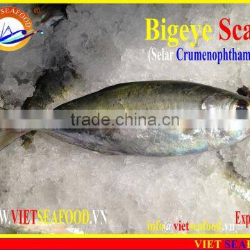 FROZEN BIGEYE SCAD WHOLE ROUND photo-4