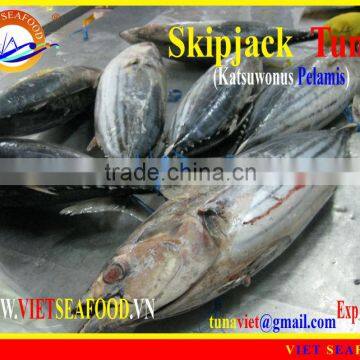 FROZEN SKIPJACK TUNA W/R