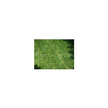 Eco-friendly 11600Dtex Carpet Synthetic Artificial Grass 35mm, Gauge 3/8 for Outdoor