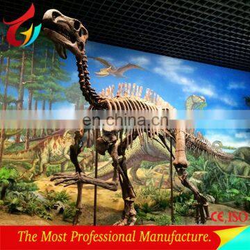 Dinosaur museum dinosaur skeleton for exhibition