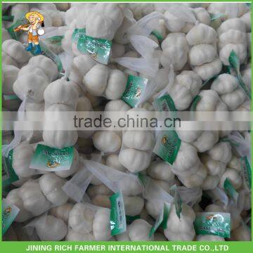 Newly Cold Storage Fresh Garlic
