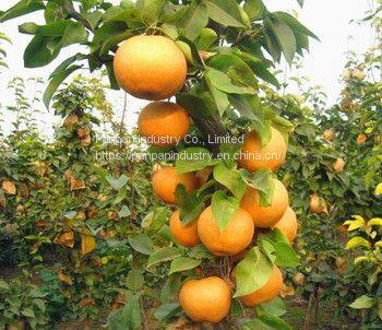 Plant Hormone Triacontanol 1.5% ep Water Soluble Powder in Bulk Pesticides for Agriculture photo-3