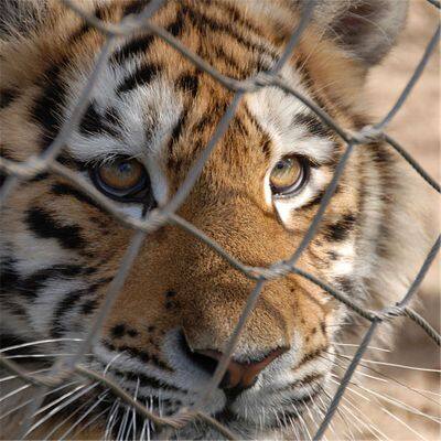 Zoo-specific Ecological Mesh/Tiger Enclosure Mesh/hand-woven Stainless Steel Rope Mesh photo-6