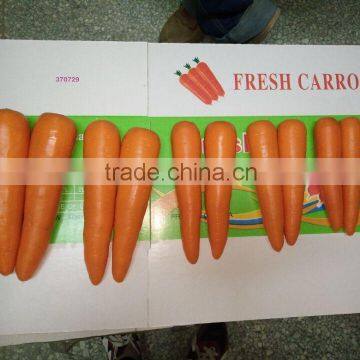 cheap carrots