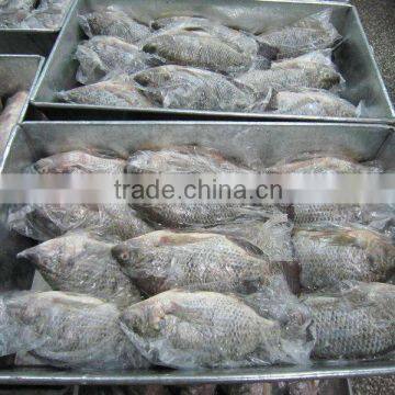 IQF Tilapia