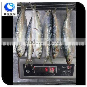 frozen fish wholesale sardines