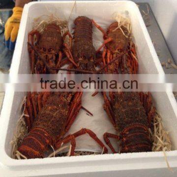 Live Spiny Rock Lobster photo-6