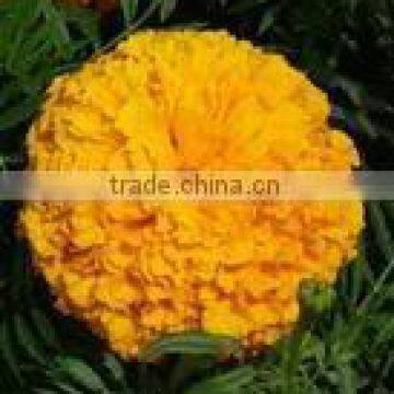 Lutein And Zeaxanthin Marigold Extract For Eye Nutrients