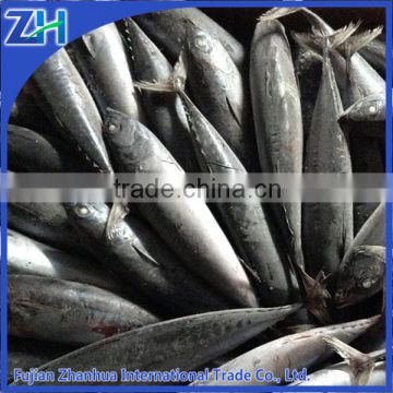 whole round frozen bonito fish Bullet Mackerel