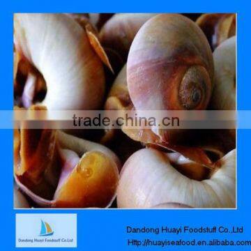 delicious frozen premium quality moon snail wholesale price