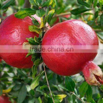 High Quality of Fresh Natural Pomegranate Fruits