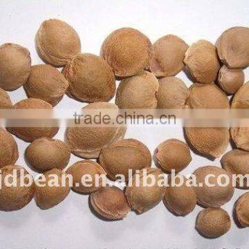 Chinese Common bitter apricot kernels(GF4)