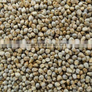 Indian Green Millet Bajra, gujarat quality