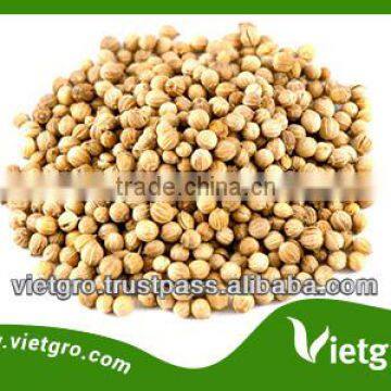 High Yield OP Coriander seeds