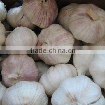 2011 clod room chinese fresh garlic