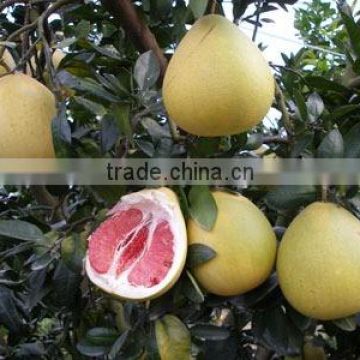 Honey Pomelo