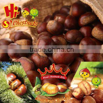 Sweet Raw fresh chestnut for sale---- bulk fresh raw chestnut