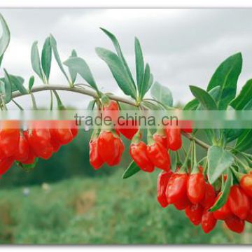 Where To Buy And Grow Goji Berries Seeds? Here From Chinese Ningxia The Famous Native Place Of Goji