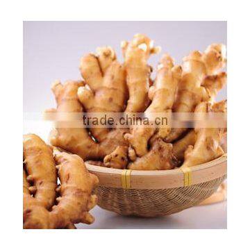 Export Good Quality China Ginger