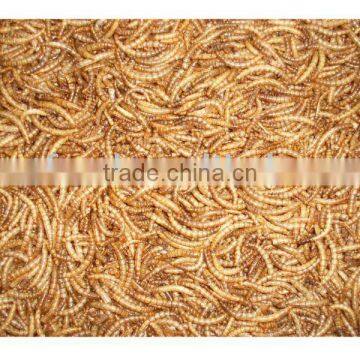 dried mealworm bird food