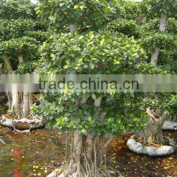 ficus bonsai air roots