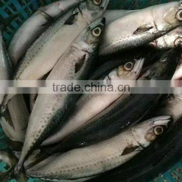 New catching fish Frozen Pacific mackerel 400-500g&500g+