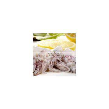 frozen iqf baby squid