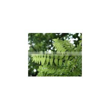 CALCIUM SENNOSIDES EXTRACT photo-3