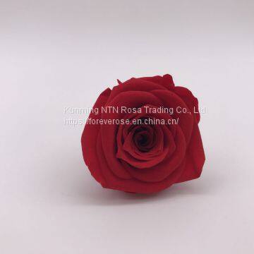 High Quality Timeless Preserved Flower to Make Gorgeous Flower Gifts photo-3