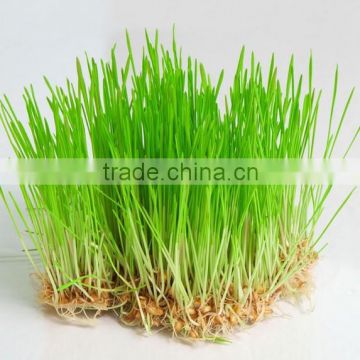 Superior Quality Wheat Grass Powder Bulk Export