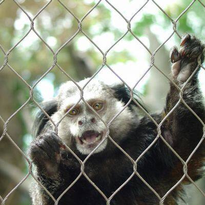 Stainless Steel Wire Rope Mesh for Aviary, Aviary Netting / Aviary Mesh for Birds photo-2