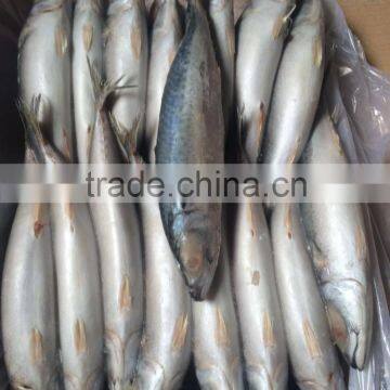 Frozen Blue Mackerel for Canning Seafood photo-2