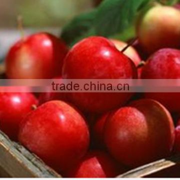 100% Pure Natural polyphenol,phloretin,phloridzin Apple extract