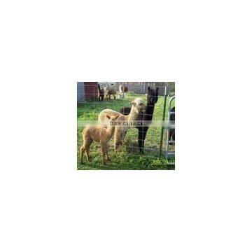 Cattle Sheep Annimal Fence/field Fence (manufacture)