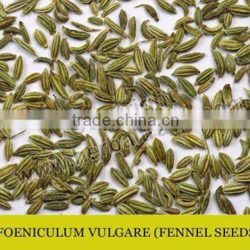 FOENICULUM VULGARE - SOUNF