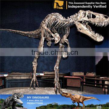 MY Dino-C088 Dinosaur park dinosaur skeleton model for sale