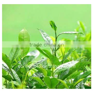 Green Tea Extracts 98% Polyphenols