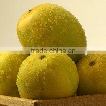 Fresh Alphonso Mangoes Supplier in India