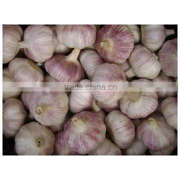 Chinese Normal White Fresh Garlic, 2016 crop high quality