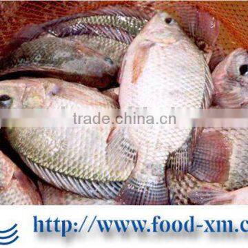 cheap frozen fish tilapia