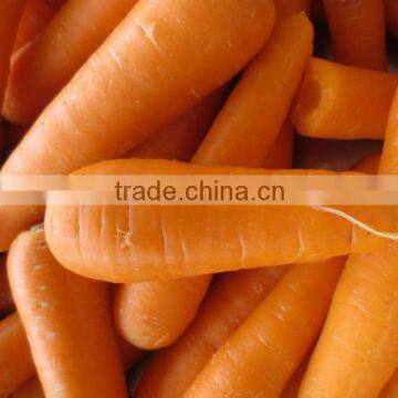 Export/ Supply Fresh China Carrot
