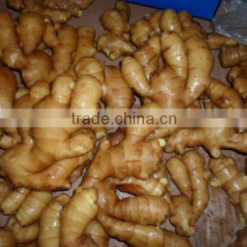 China New Fresh Ginger for Export photo-3