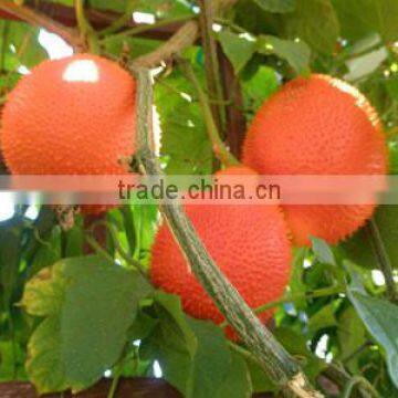 Gac Oil Capsules for Bright Eyes photo-3