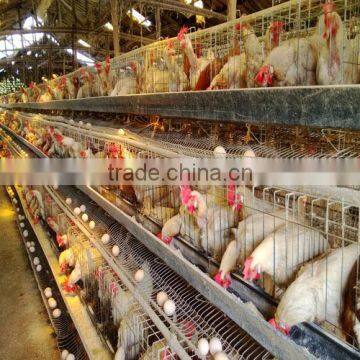 Automatic Galvanized Steel Wire Chicken Layer Cage, 120 type Chicken House