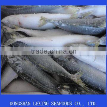 frozen pacific mackrel IQF