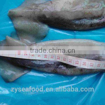 Frozen Illex Argentina Squid photo-3