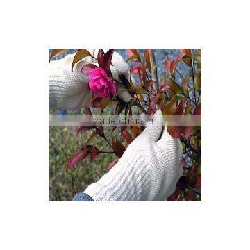 DDSAFETY 2017 Luvas De Algodao 7 Gauge Bleach Cotton Polyester String Knitted Safety Gloves photo-5