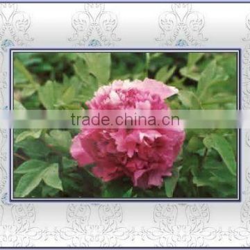 Tree Peony Plant Root Jia Ge Jin Zi