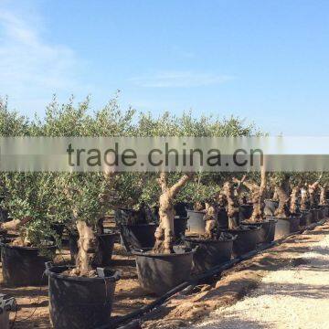 Olive Tree "Lechin"- Olea Europaea "Lechin" photo-4